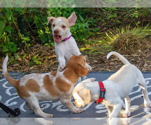 Chihuahua-Unknown Mix Dogs for adoption in Boonton, NJ, USA