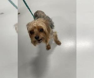 Mutt Dogs for adoption in Temple, TX, USA