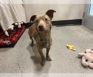 Dachshund Dogs for adoption in Redwood City, CA, USA