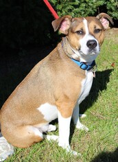Australian Shepherd Dogs for adoption in Waynesboro, PA, USA