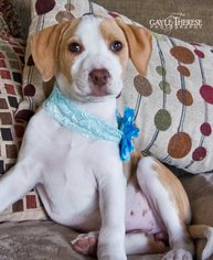 Medium Photo #1 American Pit Bull Terrier-Pointer Mix Puppy For Sale in Pearland, TX, USA
