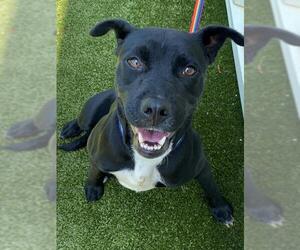 American Pit Bull Terrier-Labrador Retriever Mix Dogs for adoption in Fayetteville, NC, USA