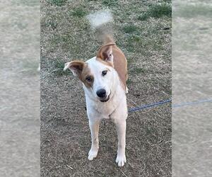 Mutt Dogs for adoption in San Antonio, TX, USA