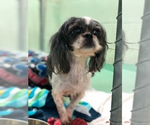 Shih Tzu-Unknown Mix Dogs for adoption in Durham, NC, USA