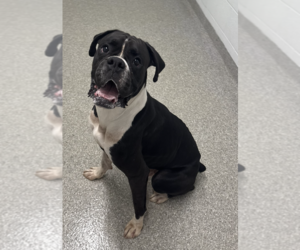 Boxer Dogs for adoption in  Katy, TX, USA