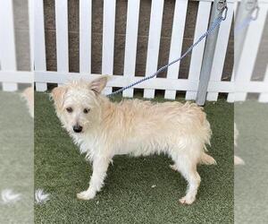 Norwich Terrier-Unknown Mix Dogs for adoption in Modesto, CA, USA