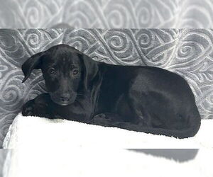 Labrador Retriever-Unknown Mix Dogs for adoption in Wetumpka, AL, USA