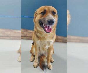 German Shepherd Dog-Unknown Mix Dogs for adoption in Temple, TX, USA