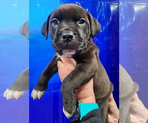 American Pit Bull Terrier-Labrador Retriever Mix Dogs for adoption in Clarkston, MI, USA