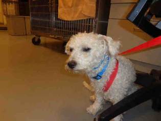 Poodle (Miniature) Dogs for adoption in Bellevue, WA, USA