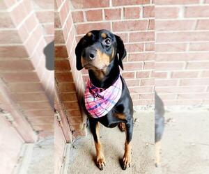 Doberman Pinscher Dogs for adoption in Bardstown, KY, USA