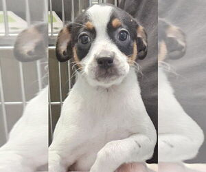Mutt Dogs for adoption in Royal Palm Beach, FL, USA