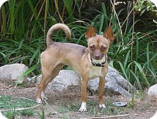 Medium Photo #1 Chihuahua-Unknown Mix Puppy For Sale in Santa Clarita, CA, USA
