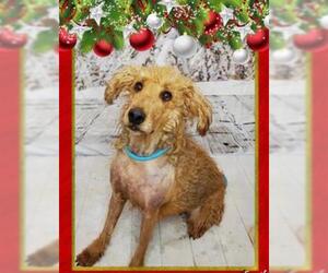Airedale Terrier Dogs for adoption in Henderson, NV, USA