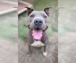 American Pit Bull Terrier-Unknown Mix Dogs for adoption in Ventura, CA, USA