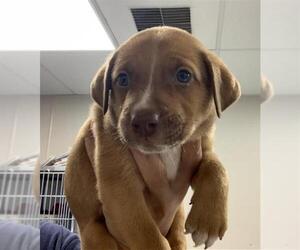 German Shepherd Dog-Unknown Mix Dogs for adoption in Visalia, CA, USA