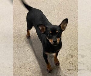 Miniature Pinscher-Unknown Mix Dogs for adoption in Hanford, CA, USA