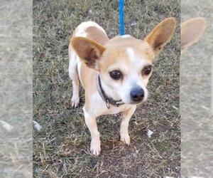 Chihuahua-Unknown Mix Dogs for adoption in Middletown, NY, USA