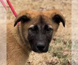 Retriever -Unknown Mix Dogs for adoption in Yardley, PA, USA