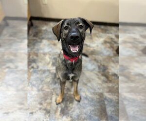 Shepradors Dogs for adoption in New Albany, OH, USA