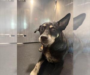 German Shepherd Dog-Unknown Mix Dogs for adoption in San Antonio, TX, USA