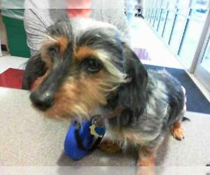 Dachshund Dogs for adoption in Plano, TX, USA