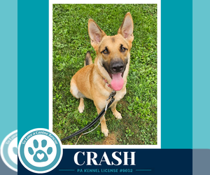 German Shepherd Dog Dogs for adoption in Kimberton, PA, USA