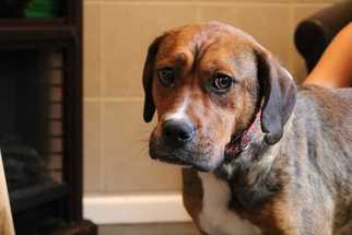 Boxador Dogs for adoption in CORNING, NY, USA