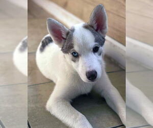 Siberian Husky Dogs for adoption in Matawan, NJ, USA