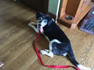 Labrador Retriever-Unknown Mix Dogs for adoption in Haymarket , VA, USA