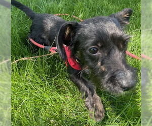 Mutt Dogs for adoption in Brooklyn Center, MN, USA