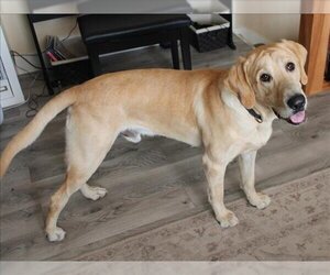 Golden Labrador Dogs for adoption in Ogden, UT, USA