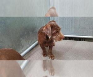 Border Terrier Dogs for adoption in HESPERIA, CA, USA
