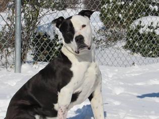 American Bulldog-Unknown Mix Dogs for adoption in Windsor, VA, USA