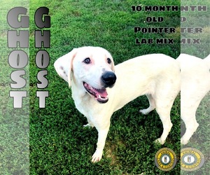 Lab-Pointer Dogs for adoption in Nicholasville, KY, USA
