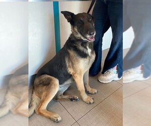 German Shepherd Dog Dogs for adoption in Rancho Cucamonga, CA, USA