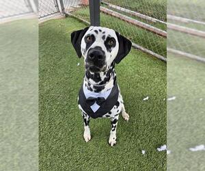 Dalmatian Dogs for adoption in Downey, CA, USA