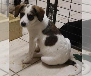 Jack-A-Bee Dogs for adoption in Eureka Springs, AR, USA