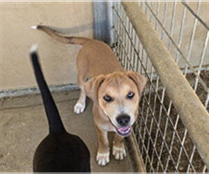 Shepradors Dogs for adoption in South Lake Tahoe, CA, USA
