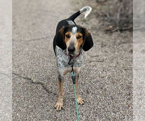 Bluetick Coonhound Dogs for adoption in Vail, AZ, USA
