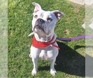 Boxer-Unknown Mix Dogs for adoption in Bakersfield, CA, USA