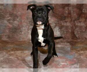 Bullboxer Pit Dogs for adoption in West Valley, UT, USA