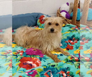 Havanese-Unknown Mix Dogs for adoption in York, SC, USA