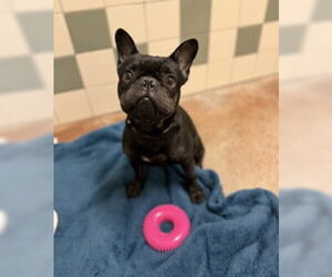 French Bulldog Dogs for adoption in Salinas, CA, USA