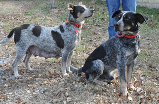 Mutt Dogs for adoption in Greenback, TN, USA