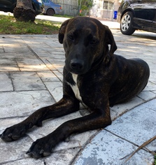 Boxer Dogs for adoption in Miami, FL, USA