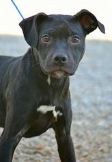 Boxador Dogs for adoption in Tuscumbia, AL, USA