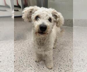 Poodle (Miniature)-Unknown Mix Dogs for adoption in Fort Collins, CO, USA