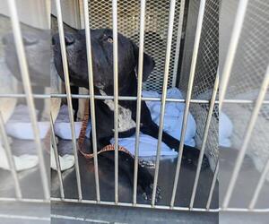 Mutt Dogs for adoption in Bakersfield, CA, USA