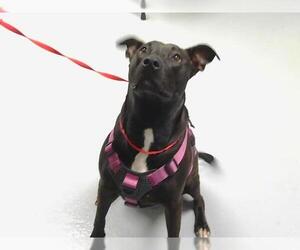 American Pit Bull Terrier-Labrador Retriever Mix Dogs for adoption in St. Cloud, FL, USA